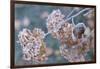 Frosty hydrangea branch on a blur background-Paivi Vikstrom-Framed Photographic Print