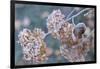 Frosty hydrangea branch on a blur background-Paivi Vikstrom-Framed Photographic Print