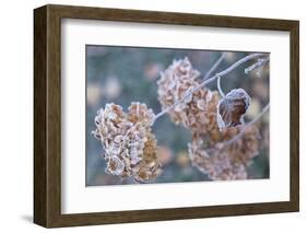 Frosty hydrangea branch on a blur background-Paivi Vikstrom-Framed Photographic Print