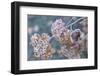 Frosty hydrangea branch on a blur background-Paivi Vikstrom-Framed Photographic Print