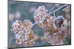 Frosty hydrangea branch on a blur background-Paivi Vikstrom-Mounted Photographic Print