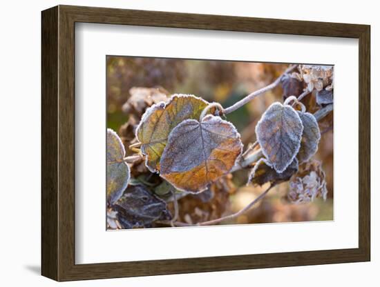 Frosty hydrangea leaves on a blur background-Paivi Vikstrom-Framed Photographic Print