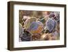 Frosty hydrangea leaves on a blur background-Paivi Vikstrom-Framed Photographic Print