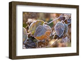 Frosty hydrangea leaves on a blur background-Paivi Vikstrom-Framed Photographic Print