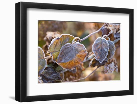 Frosty hydrangea leaves on a blur background-Paivi Vikstrom-Framed Photographic Print