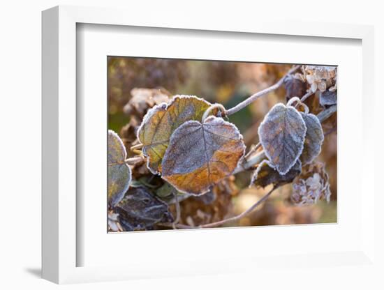 Frosty hydrangea leaves on a blur background-Paivi Vikstrom-Framed Photographic Print