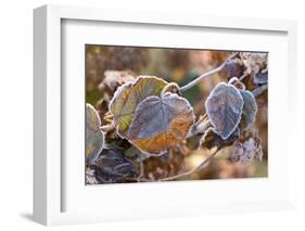 Frosty hydrangea leaves on a blur background-Paivi Vikstrom-Framed Photographic Print