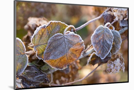 Frosty hydrangea leaves on a blur background-Paivi Vikstrom-Mounted Photographic Print