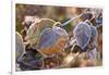 Frosty hydrangea leaves on a blur background-Paivi Vikstrom-Framed Photographic Print