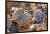 Frosty hydrangea leaves on a blur background-Paivi Vikstrom-Framed Photographic Print