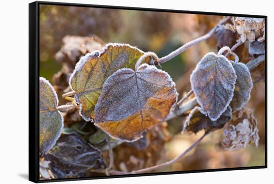 Frosty hydrangea leaves on a blur background-Paivi Vikstrom-Framed Stretched Canvas