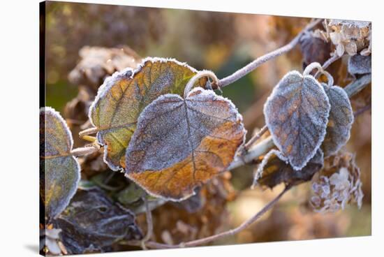 Frosty hydrangea leaves on a blur background-Paivi Vikstrom-Stretched Canvas
