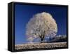 Frosty Landscape, Frost Covered Tree and Bench-null-Framed Stretched Canvas