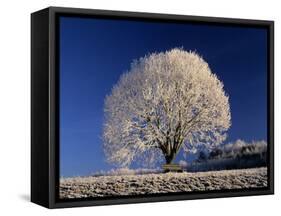 Frosty Landscape, Frost Covered Tree and Bench-null-Framed Stretched Canvas