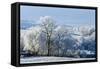 Frosty landscape, Powys, Wales, United Kingdom, Europe-Graham Lawrence-Framed Stretched Canvas