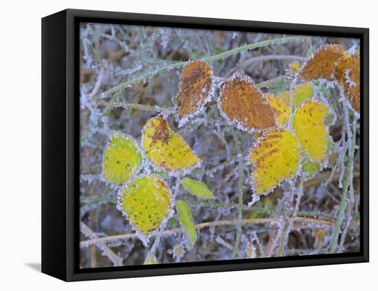 Frosty Leaves Colourful Turned Blackberry Leaves in Autumn-null-Framed Stretched Canvas