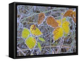 Frosty Leaves Colourful Turned Blackberry Leaves in Autumn-null-Framed Stretched Canvas