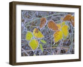 Frosty Leaves Colourful Turned Blackberry Leaves in Autumn-null-Framed Photographic Print