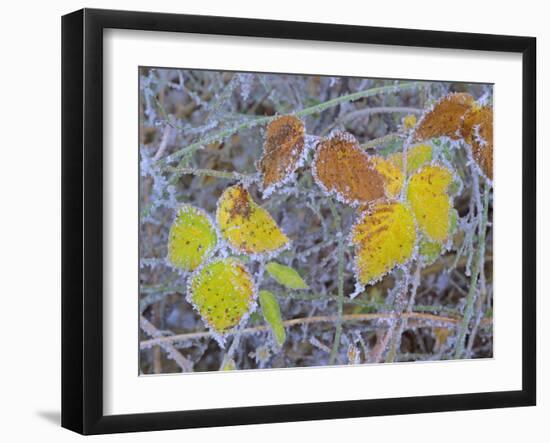 Frosty Leaves Colourful Turned Blackberry Leaves in Autumn-null-Framed Photographic Print