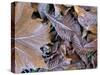 Frosty Leaves, Hampshire, England, United Kingdom-Jean Brooks-Stretched Canvas