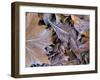 Frosty Leaves, Hampshire, England, United Kingdom-Jean Brooks-Framed Photographic Print