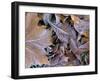 Frosty Leaves, Hampshire, England, United Kingdom-Jean Brooks-Framed Photographic Print