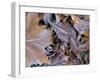 Frosty Leaves, Hampshire, England, United Kingdom-Jean Brooks-Framed Photographic Print