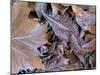 Frosty Leaves, Hampshire, England, United Kingdom-Jean Brooks-Mounted Photographic Print