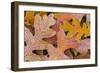 Frosty Leaves I-Kathy Mahan-Framed Photographic Print