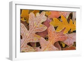 Frosty Leaves I-Kathy Mahan-Framed Photographic Print