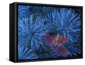Frosty Maple Seedling in Pine Tree, Wetmore, Michigan, USA-Claudia Adams-Framed Stretched Canvas