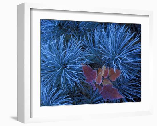 Frosty Maple Seedling in Pine Tree, Wetmore, Michigan, USA-Claudia Adams-Framed Premium Photographic Print