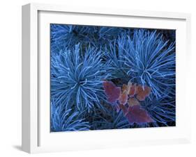 Frosty Maple Seedling in Pine Tree, Wetmore, Michigan, USA-Claudia Adams-Framed Premium Photographic Print