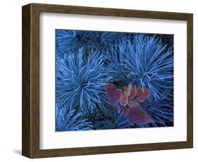 Frosty Maple Seedling in Pine Tree, Wetmore, Michigan, USA-Claudia Adams-Framed Photographic Print
