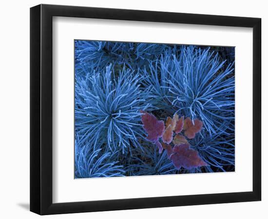 Frosty Maple Seedling in Pine Tree, Wetmore, Michigan, USA-Claudia Adams-Framed Photographic Print