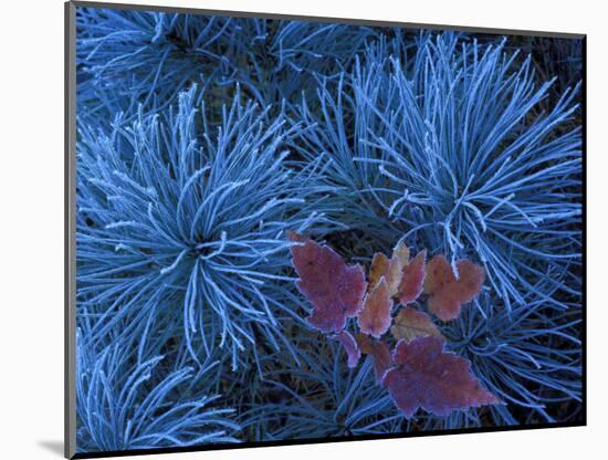 Frosty Maple Seedling in Pine Tree, Wetmore, Michigan, USA-Claudia Adams-Mounted Photographic Print