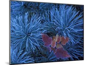 Frosty Maple Seedling in Pine Tree, Wetmore, Michigan, USA-Claudia Adams-Mounted Photographic Print