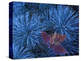 Frosty Maple Seedling in Pine Tree, Wetmore, Michigan, USA-Claudia Adams-Stretched Canvas