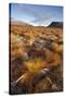 Frosty Moorland Landscape in Autumn, Cairngorms Np, Scotland, UK, October 2010-Mark Hamblin-Stretched Canvas