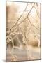 Frosty Morning 6-Mareike Böhmer-Mounted Giclee Print