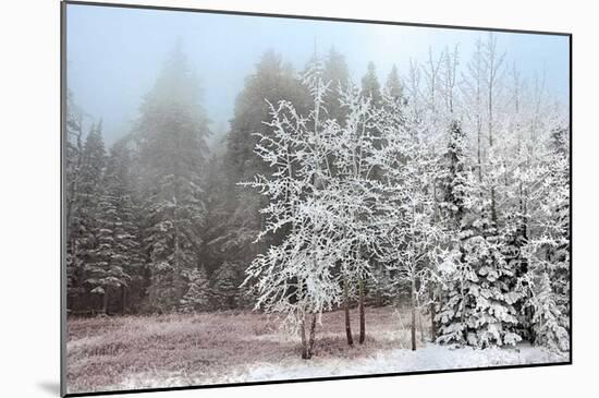 Frosty Morning-Mike Jones-Mounted Giclee Print