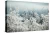 Frosty Sage Abstract I, Grand Teton, Wyoming-null-Stretched Canvas