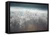 Frosty Sage Abstract II, Grand Teton, Wyoming-null-Framed Stretched Canvas