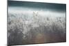 Frosty Sage Abstract II, Grand Teton, Wyoming-null-Mounted Photographic Print