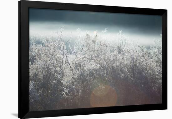 Frosty Sage Abstract II, Grand Teton, Wyoming-null-Framed Photographic Print