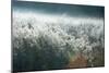 Frosty Sage Abstract III, Grand Teton, Wyoming-null-Mounted Photographic Print