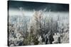 Frosty Sage Abstract IV, Grand Teton, Wyoming-null-Stretched Canvas