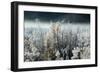 Frosty Sage Abstract IV, Grand Teton, Wyoming-null-Framed Photographic Print