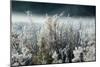 Frosty Sage Abstract IV, Grand Teton, Wyoming-null-Mounted Photographic Print