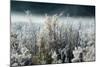 Frosty Sage Abstract IV, Grand Teton, Wyoming-null-Mounted Photographic Print